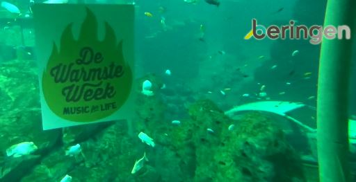 Belcika Beringen Akvaryum Canli izle