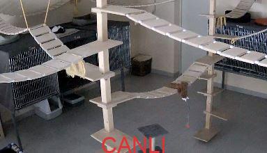 Kedi Barınağı Cat Shelter Canlı izle