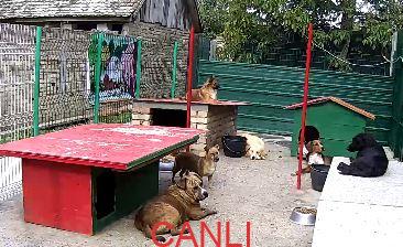 Köpek Hayvan Barınağı Lesi Canlı izle