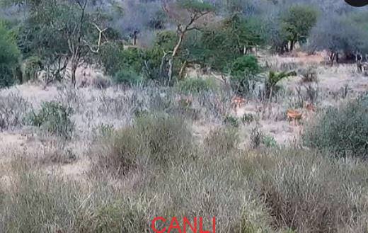 Afrika Ormanı Animal Planet Canlı izle