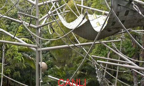 San Diego Zoo Ape Cam Maymun Ailesi