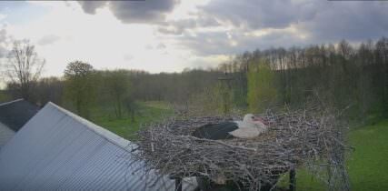 Kızıl Leylek Yuvası Canlı izle