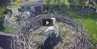 Leylek Yuvaları Canlı Kamera izle