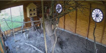 Sincaplar Canlı Yayın Hayvanat Bahcesi izle