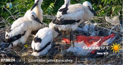 Karacabey Yaren Leylek Canlı Yayın izle