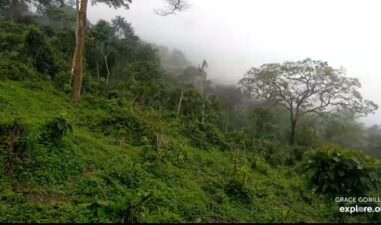 Afrika Safari Canlı Doğal Yaşam izle