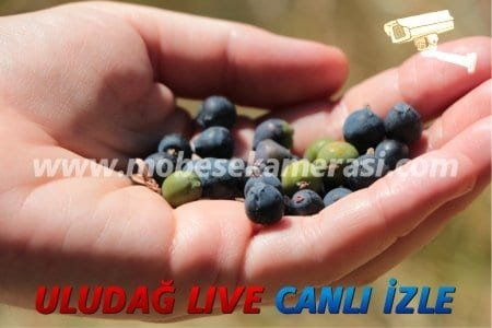 bursa ardic meyvesi