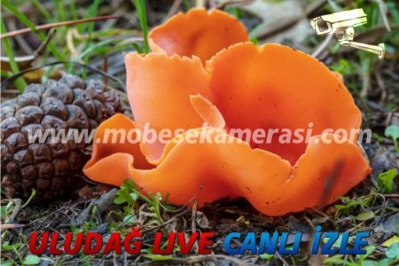 bursa mantar