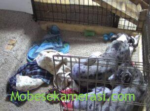 Köpek Videoları Canlı izle