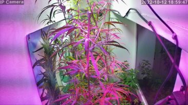 Berlin Tarih Müzesi Canlı izle